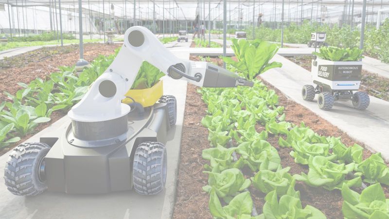Roboter ernten Salatpflanzen