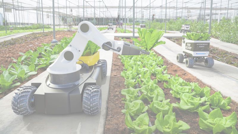 Roboter ernten Salatpflanzen
