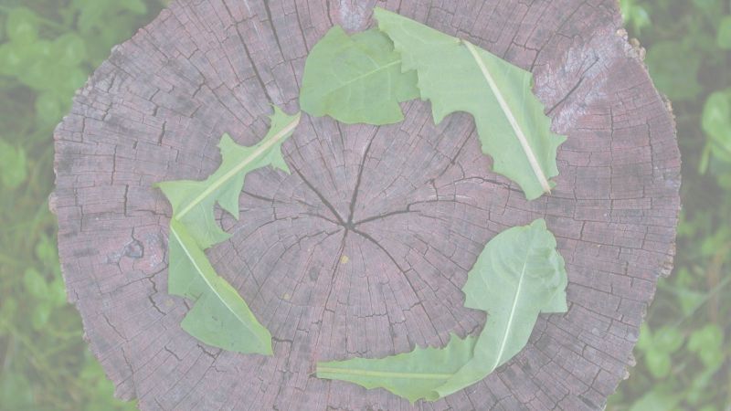 Blick aus der Vogelperspektive: drei Löwenzahnblätter liegen auf einem dunkelbraunen Baumstumpf und bilden aus drei Pfeilen das Recycling-Symbol